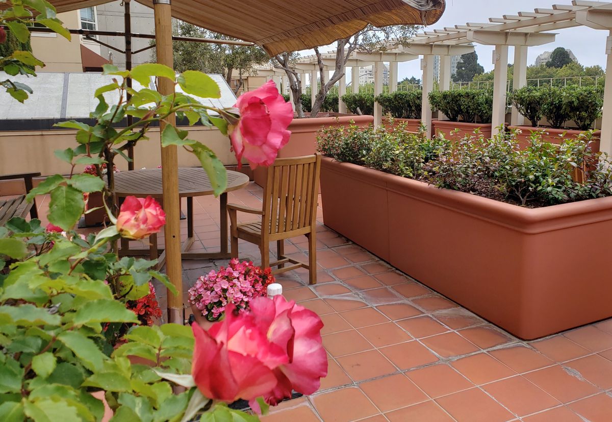 A cozy terrace with vibrant roses and wooden patio furniture.