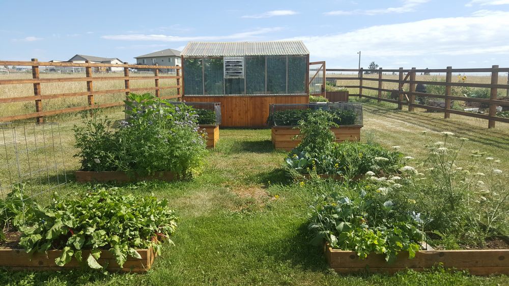 A beautiful outdoor garden with raised beds and a greenhouse.