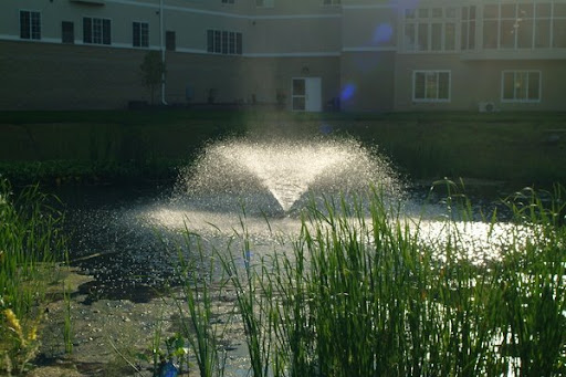 A serene pond featuring a fountain, surrounded by lush greenery and illuminated by the sunlight.