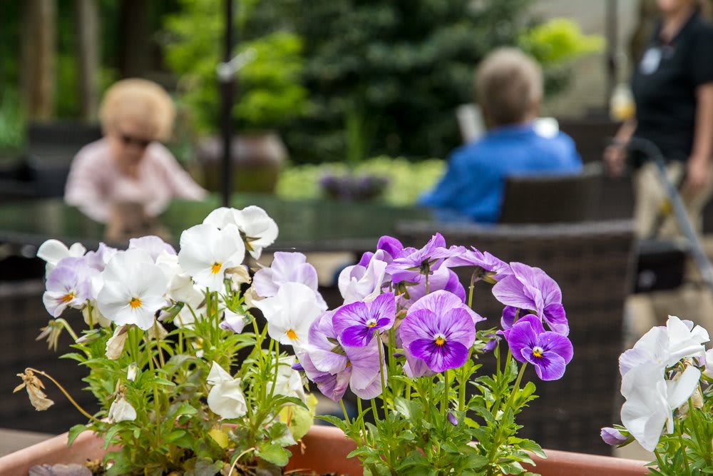 Pansies bloom vibrantly in a garden setting with people enjoying the outdoors in the background.