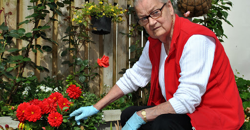 An elderly woman tending to her vibrant flower garden, showcasing her love for nature and gardening.