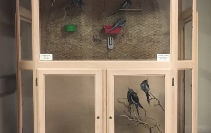 A museum display featuring taxidermy birds arranged on branches within a glass cabinet.