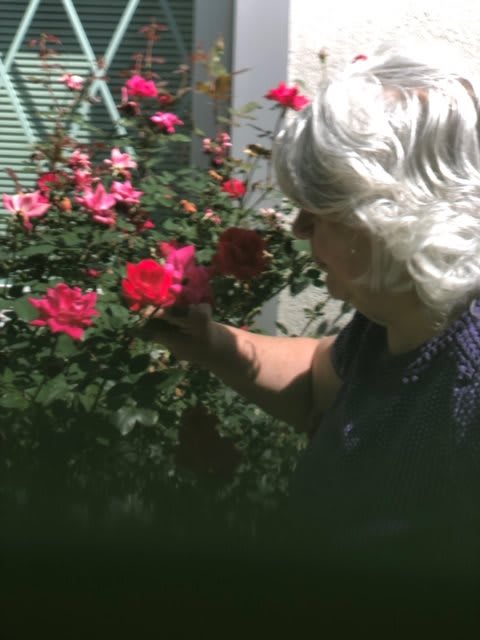 An elderly person tending to a rose bush in a garden.