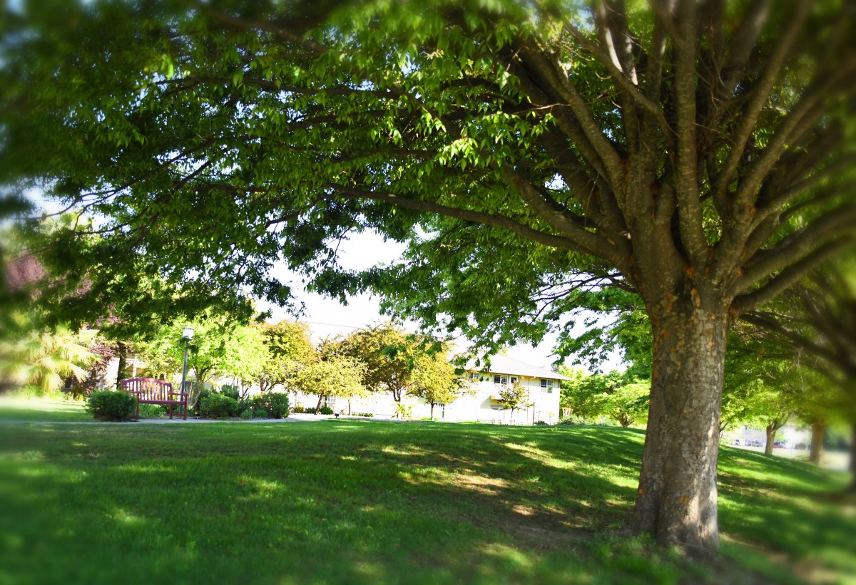 A peaceful park scene with tall trees providing shade over lush green grass.