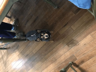 A small dog wearing a harness is sitting on a wooden floor.