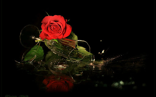 A stunning red rose elegantly reflected on a dark surface, capturing the essence of beauty in nature.