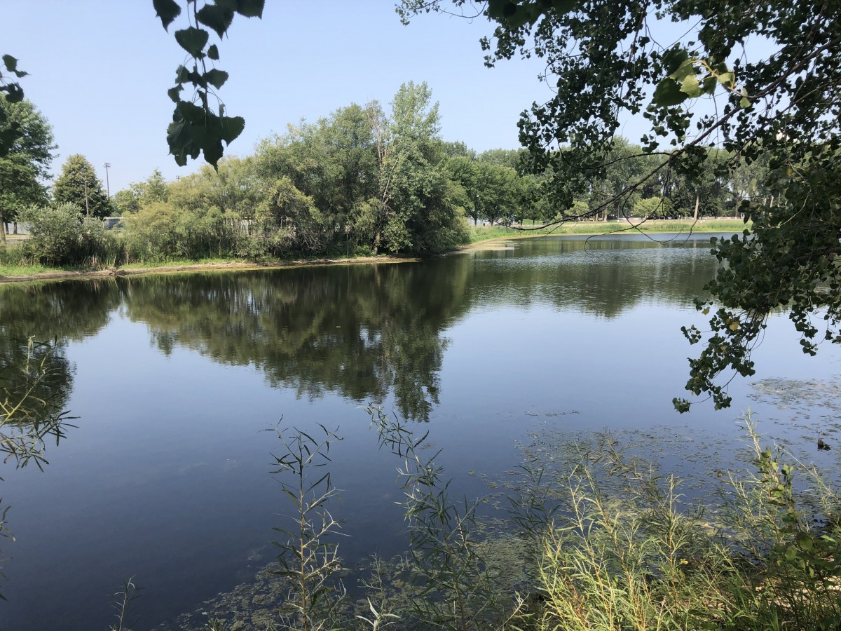 A serene lake with trees reflecting on its surface, surrounded by lush greenery.