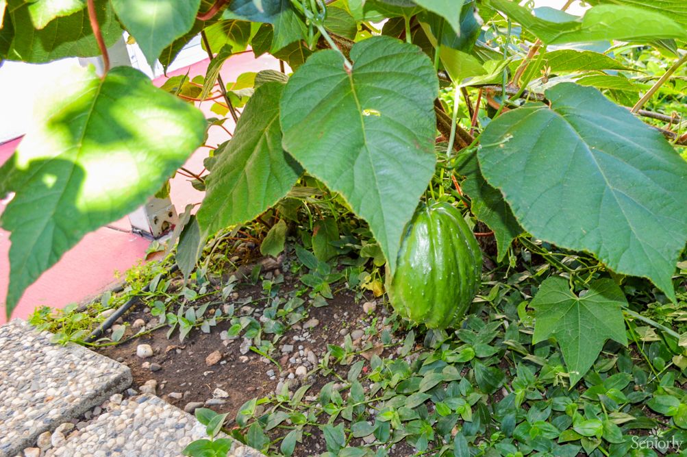 A lush green plant growing in a garden with a large fruit hanging from it.