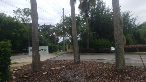 A view of palm trees and a road sign amidst lush greenery.