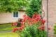 A vibrant garden with red flowers in front of a house.