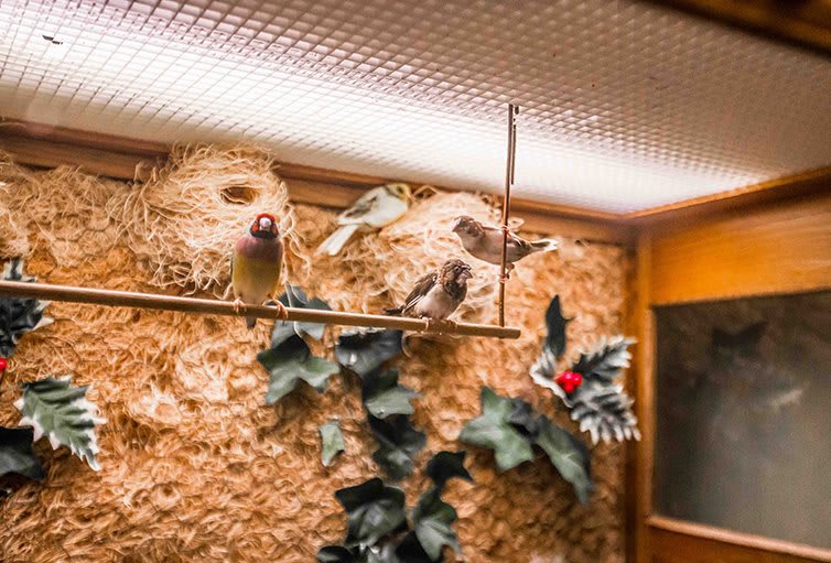 A pair of birds perched on a branch inside an aviary with nests and decorative foliage.