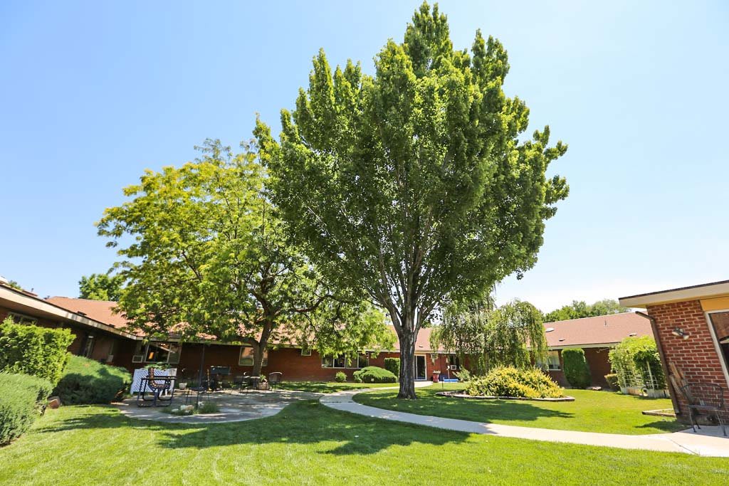 A sunny outdoor scene with a lush lawn, large trees, and buildings in the background.