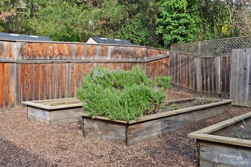 A backyard garden featuring raised wooden beds and a wooden fence.