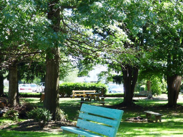 A tranquil park setting with benches under the shade of tall trees.