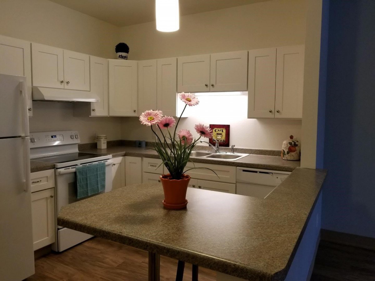 A modern kitchen with white cabinets and a potted plant centerpiece on the countertop.