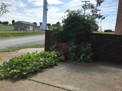Overgrown plants encroaching on a sidewalk, showcasing nature's resilience in an urban setting.
