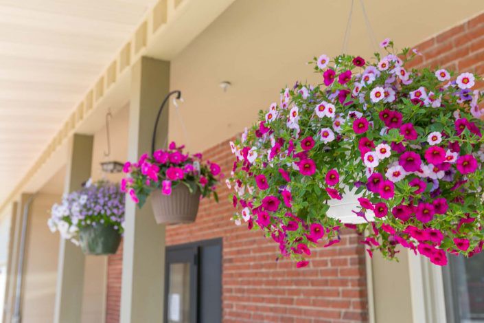Colorful hanging flower baskets adorn the exterior of a building with a brick wall.