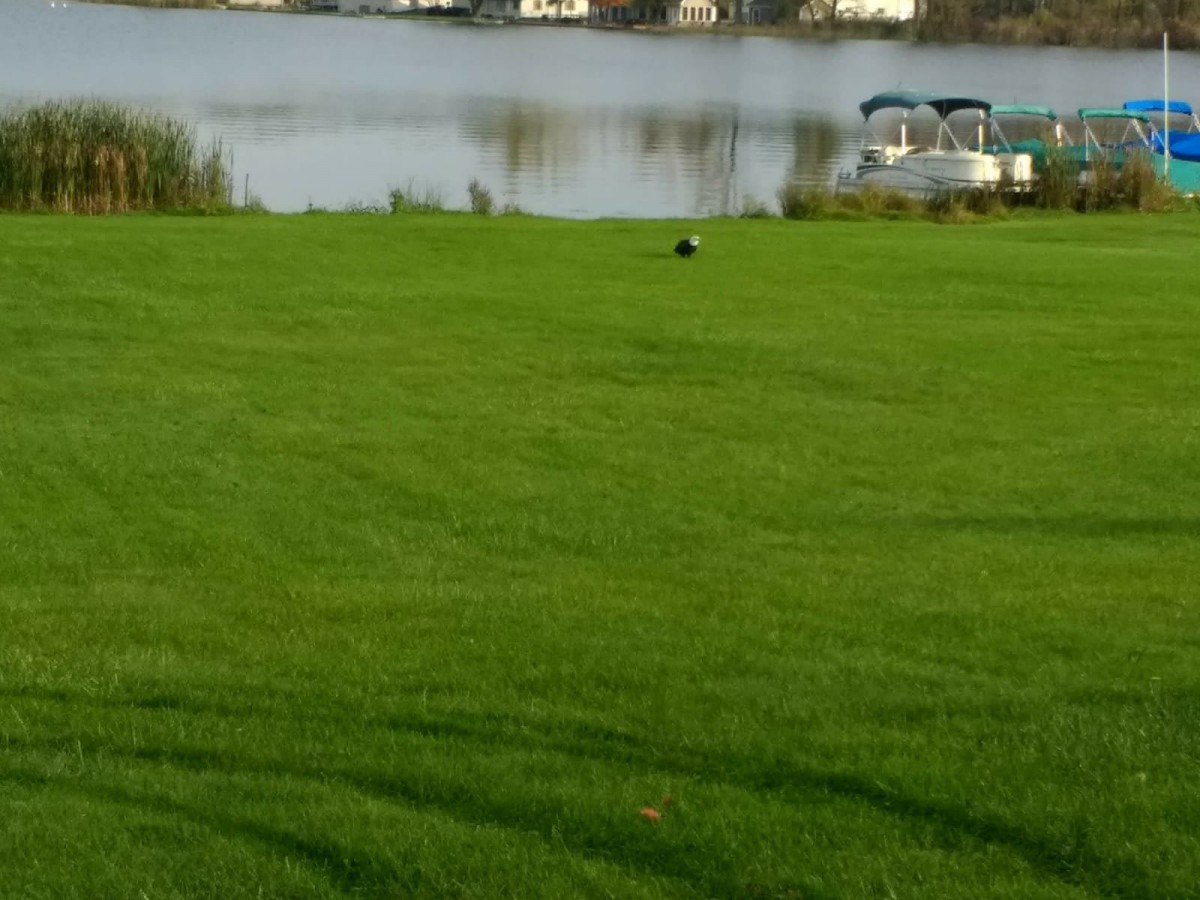 A scenic view of a lake with boats in the background and a vast green lawn in the foreground.