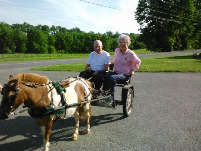 A couple riding in a small carriage pulled by a pony on a sunny day.