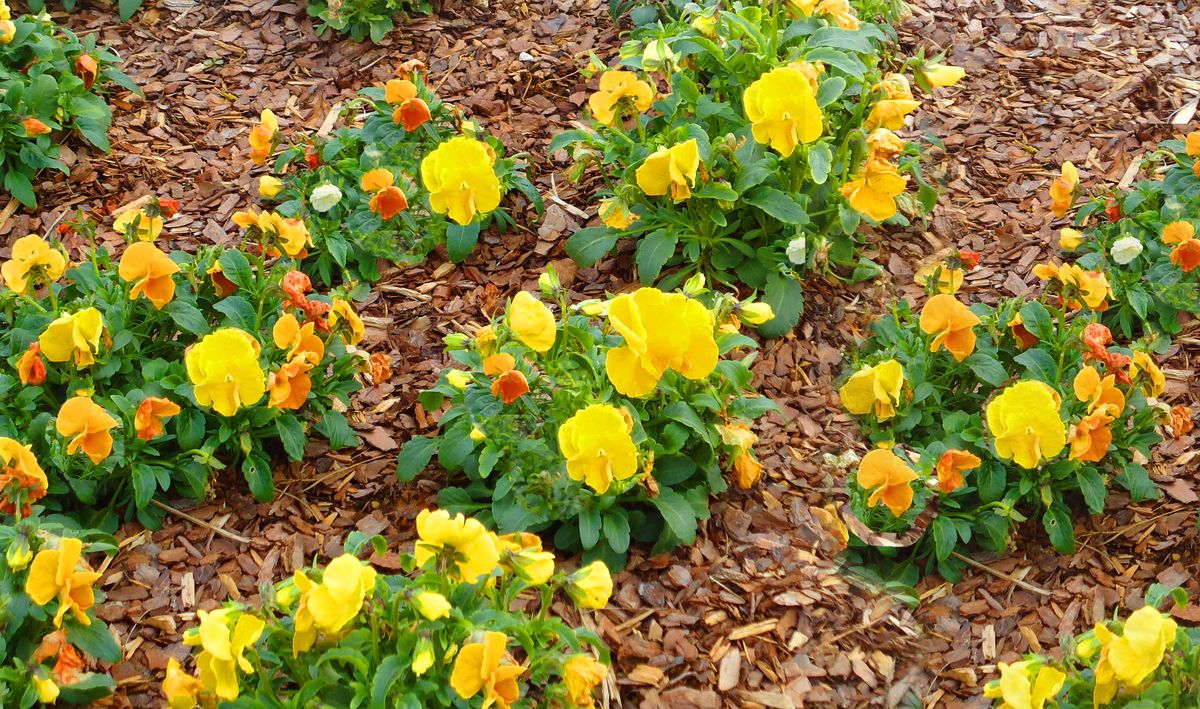 A garden bed featuring vibrant yellow and orange flowers surrounded by mulch.