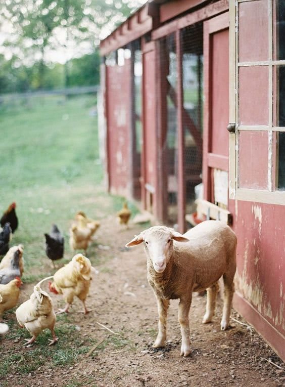 A sheep and several chickens near a barn on a farm.