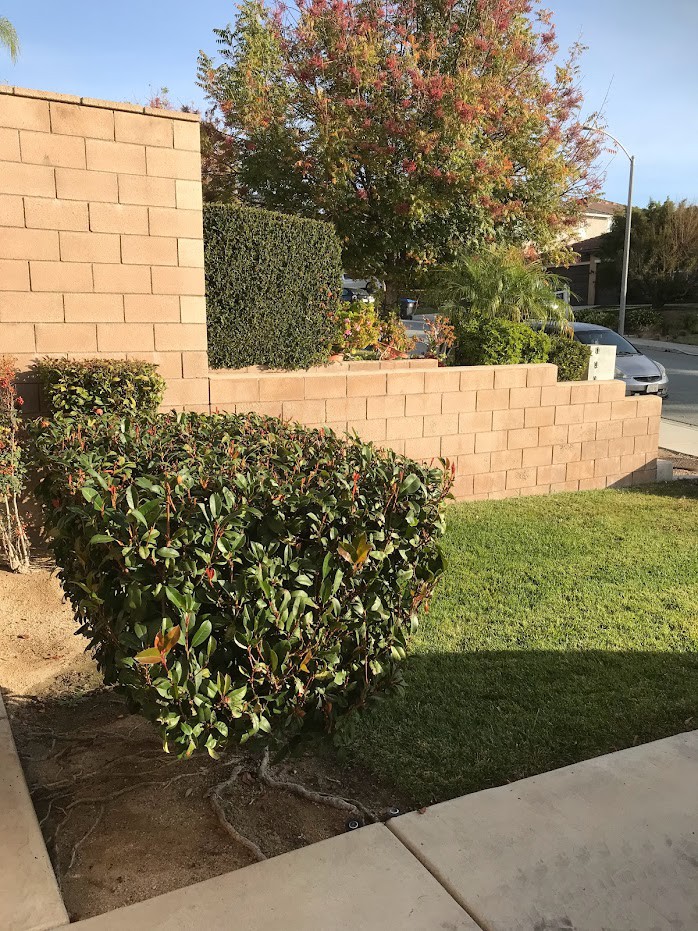A neatly trimmed hedge alongside a brick wall in a suburban neighborhood.