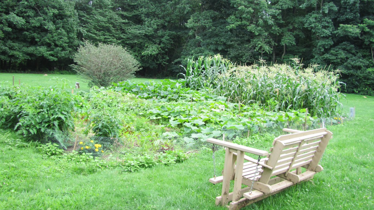 A lush vegetable garden with a wooden bench overlooking the greenery.