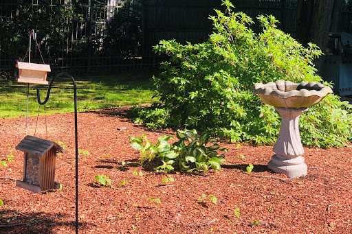 A serene garden setting featuring various plants surrounded by mulch.