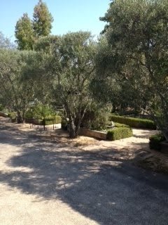 A serene outdoor garden scene with trees and sunlight casting soft shadows.