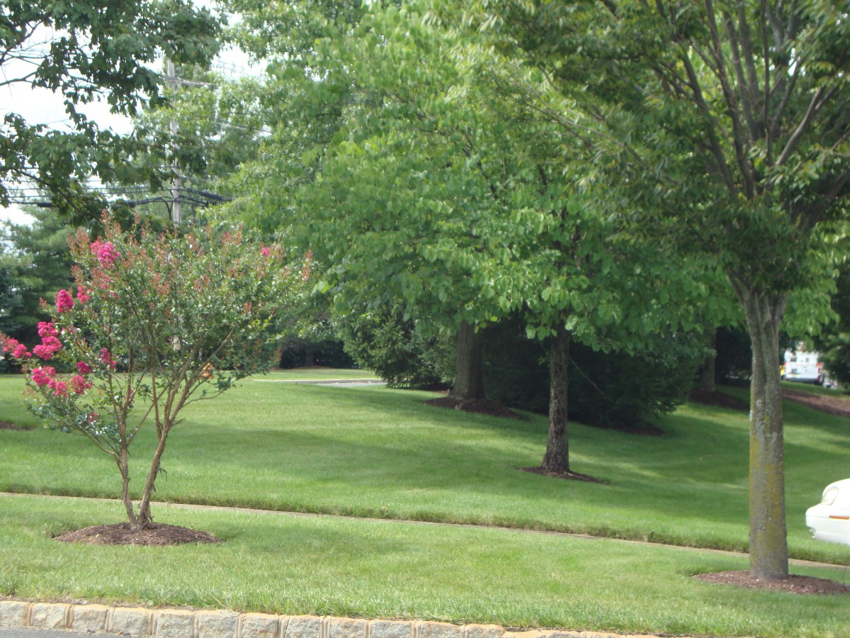 A serene outdoor scene with lush green trees and a neatly maintained lawn.