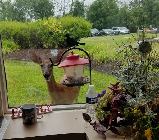 A curious deer peeks through the window, eyeing the bird feeder.