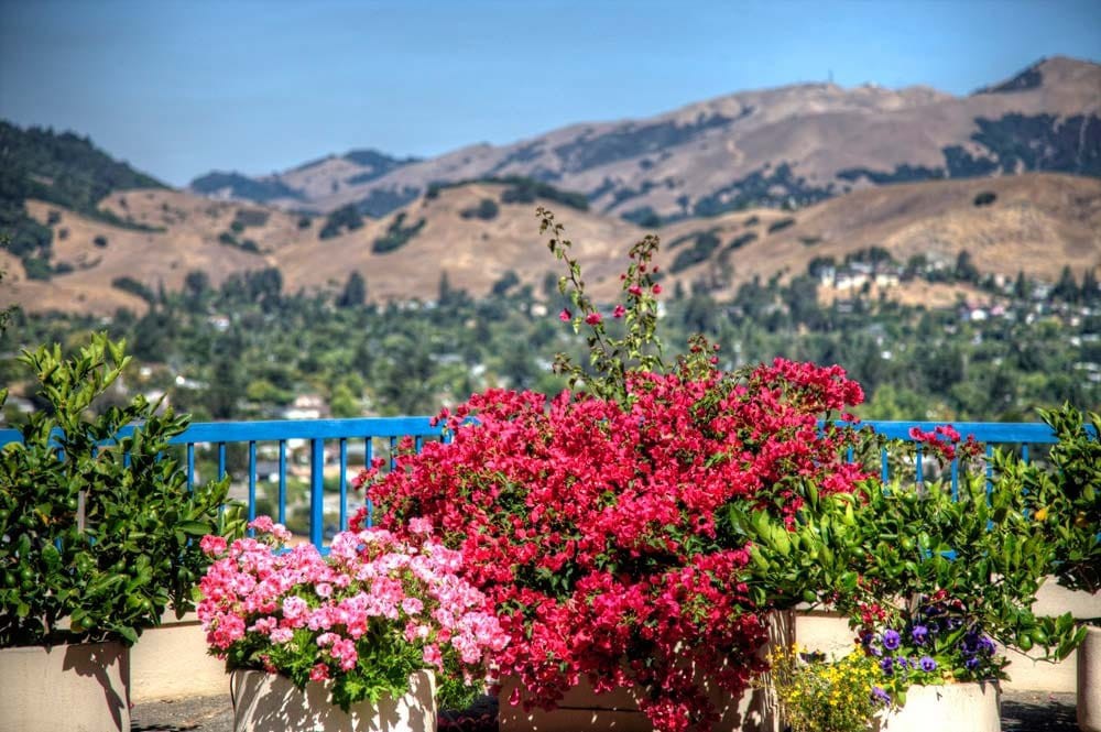 A vibrant garden with pink and red flowers overlooks distant mountains.