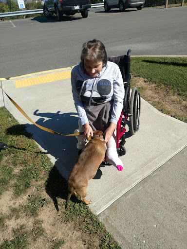 A person in a wheelchair interacts with a dog on a sunny day.