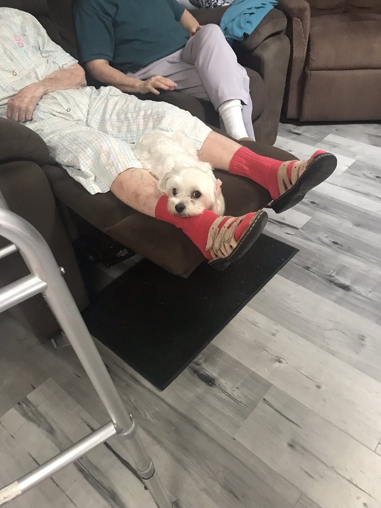 A small dog comfortably resting on a person's lap in an armchair.