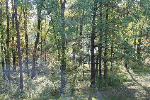 A serene view of a lush forest, filled with vibrant green trees.