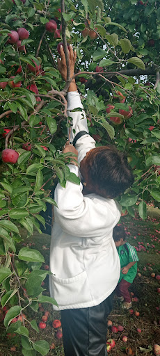 A child reaching for apples in an orchard during harvest season.