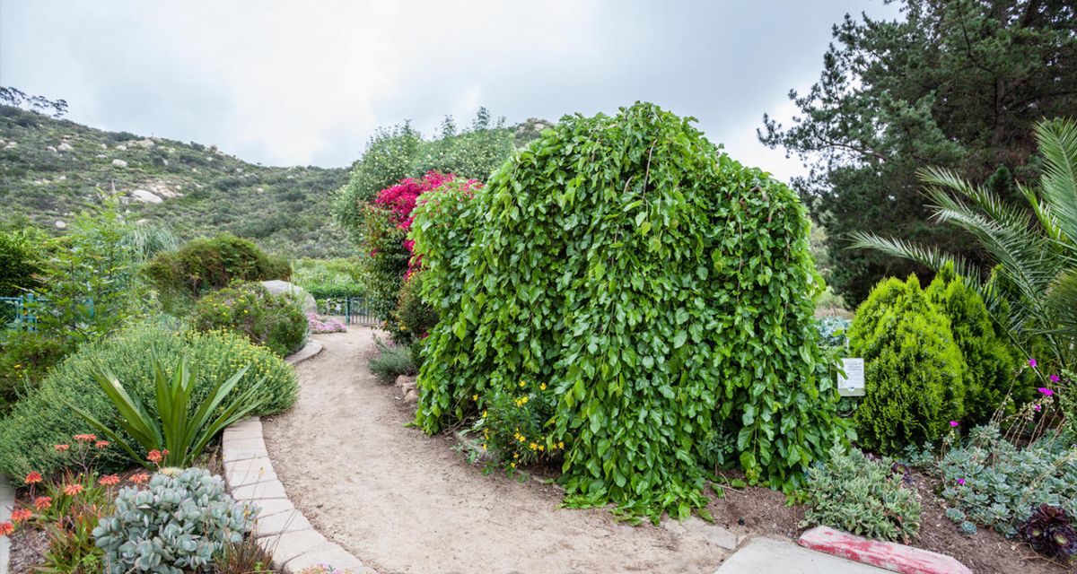 Cadence At Poway Gardens