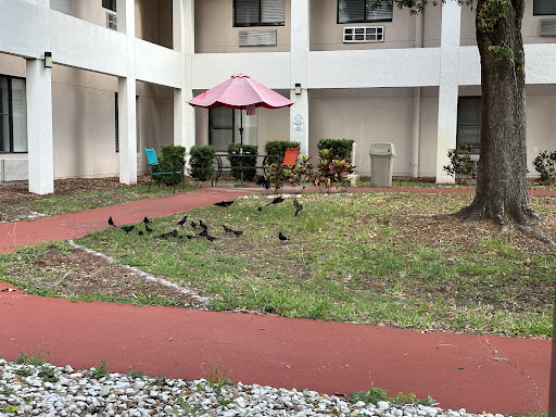 A peaceful courtyard scene featuring a group of birds on the grass, surrounded by seating and a pink umbrella.