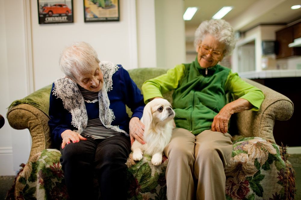 Two elderly individuals sitting on a couch with a small dog between them, enjoying companionship.