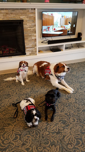 A group of therapy dogs relaxing in a cozy living room.