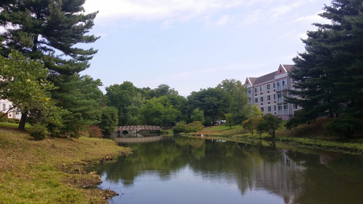 A serene pond with a small bridge and a building in the background, surrounded by lush greenery.
