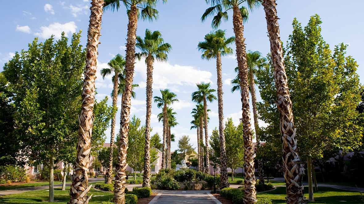 A sunny pathway lined with tall palm trees under a clear blue sky.