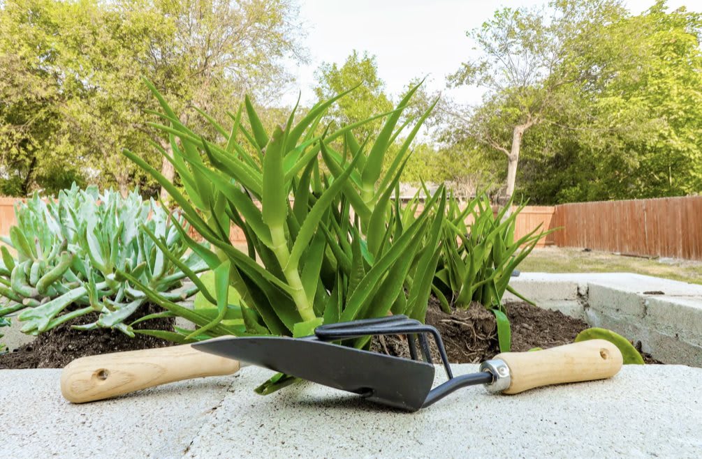 A gardening tool resting on a concrete surface in front of lush green plants.