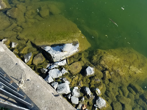A serene view of rocks partially submerged in green water along a shoreline.