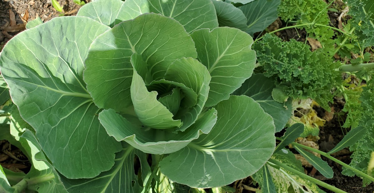 A close-up of a fresh cabbage plant with large green leaves.