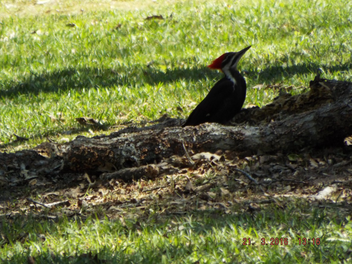 A woodpecker perched on a fallen tree in the grassy outdoors.