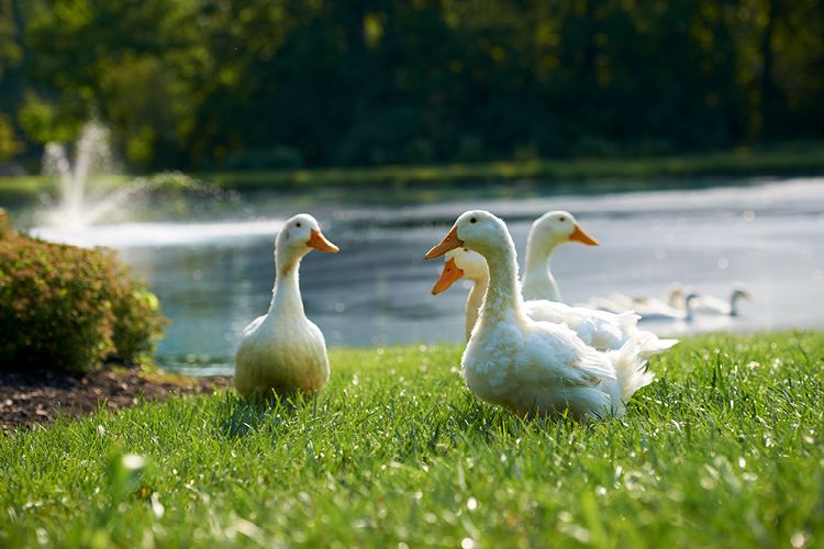A group of ducks relaxing by the pond on a sunny day.