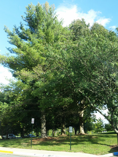 A lush view of trees under a bright sky.