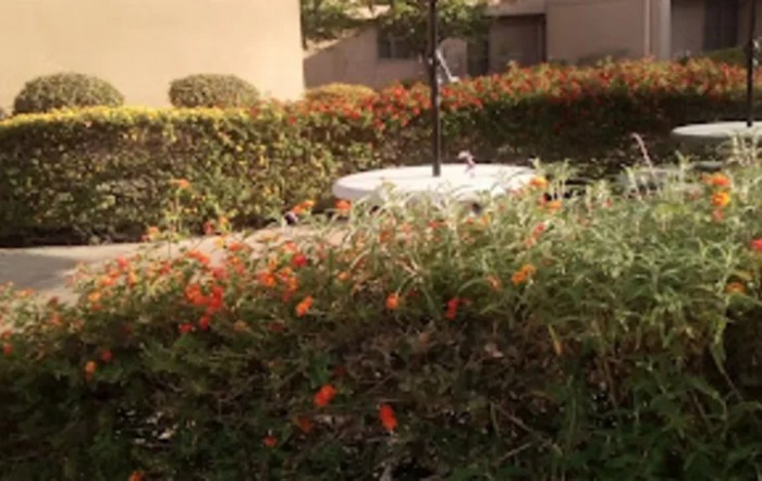 A lush garden with vibrant flowers and greenery.