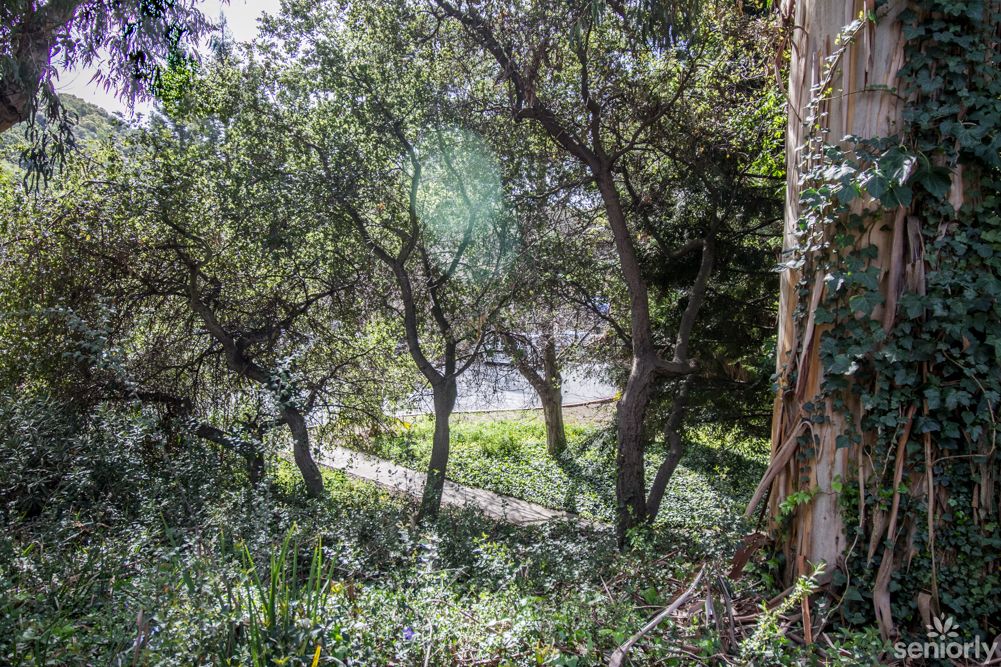 A lush forest view with sunlight filtering through the trees.